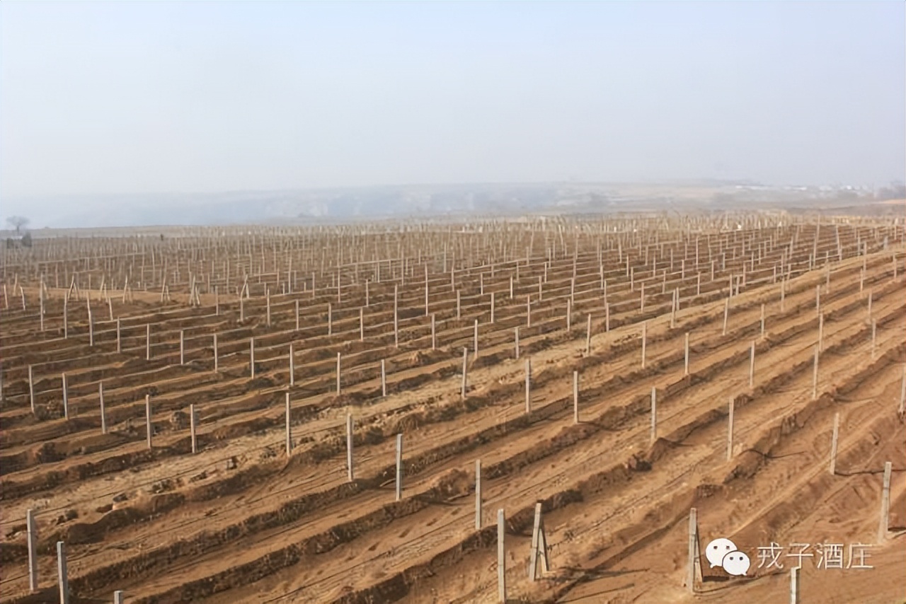 戎子酒庄葡萄酒酿造时间表,戎子酒庄的经济优势