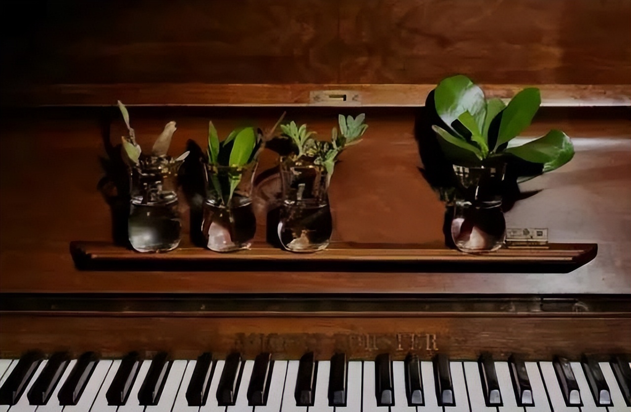 郎朗和王羽佳演奏克罗地亚狂想曲,为什么说王羽佳和郎朗是同门师妹