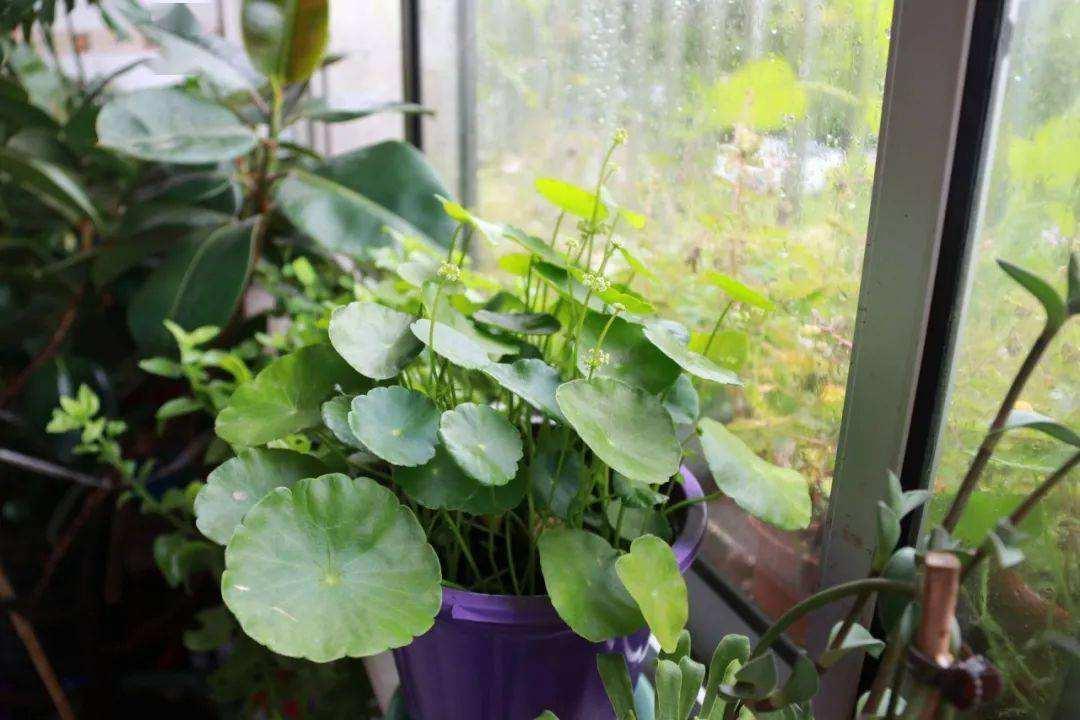 铜钱草又小又细怎么养护,怎么把铜钱草养得又大又绿