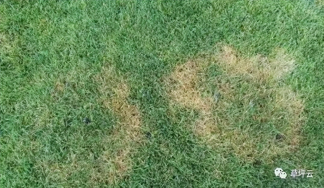 12月份园林绿化养护工作重点,元月份园林养护重点工作