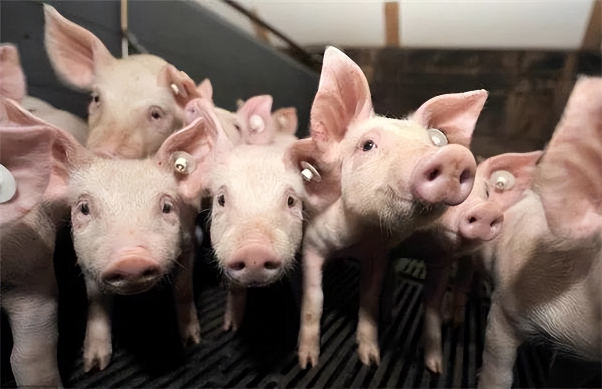 洋猪入侵:从千年养猪大国,到中华猪濒临灭绝,中国土猪怎么了?