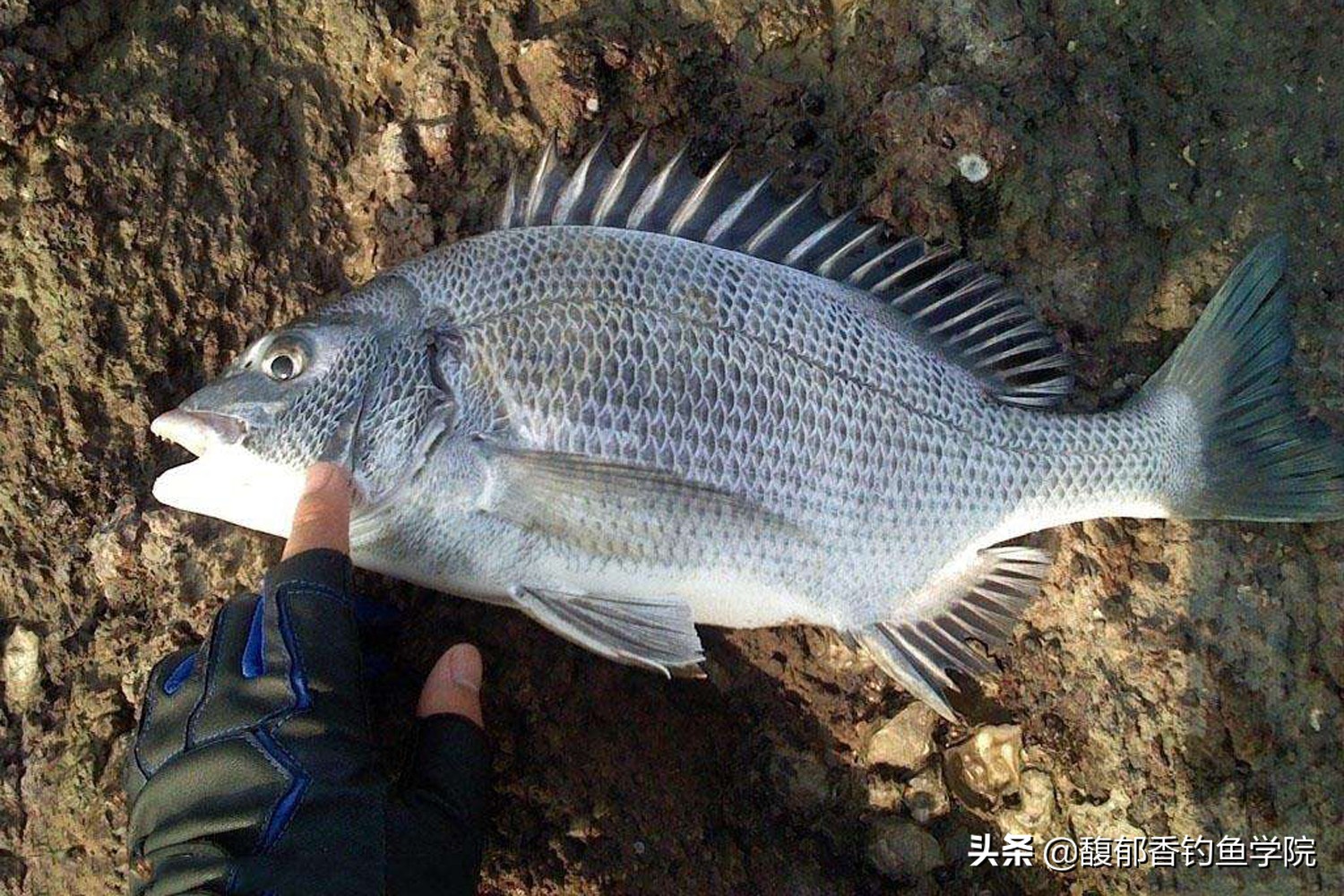 钓海鱼的正确方法10种,钓海鱼用什么饵最有效