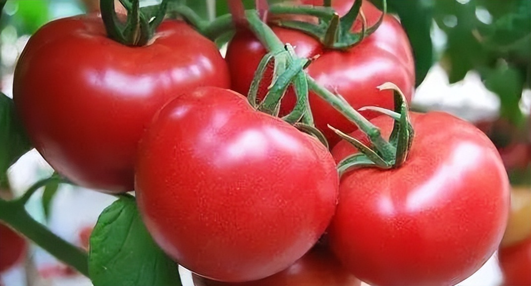 春天6道降火菜吃完五脏都滋润了,中老年人夏天吃什么食材好