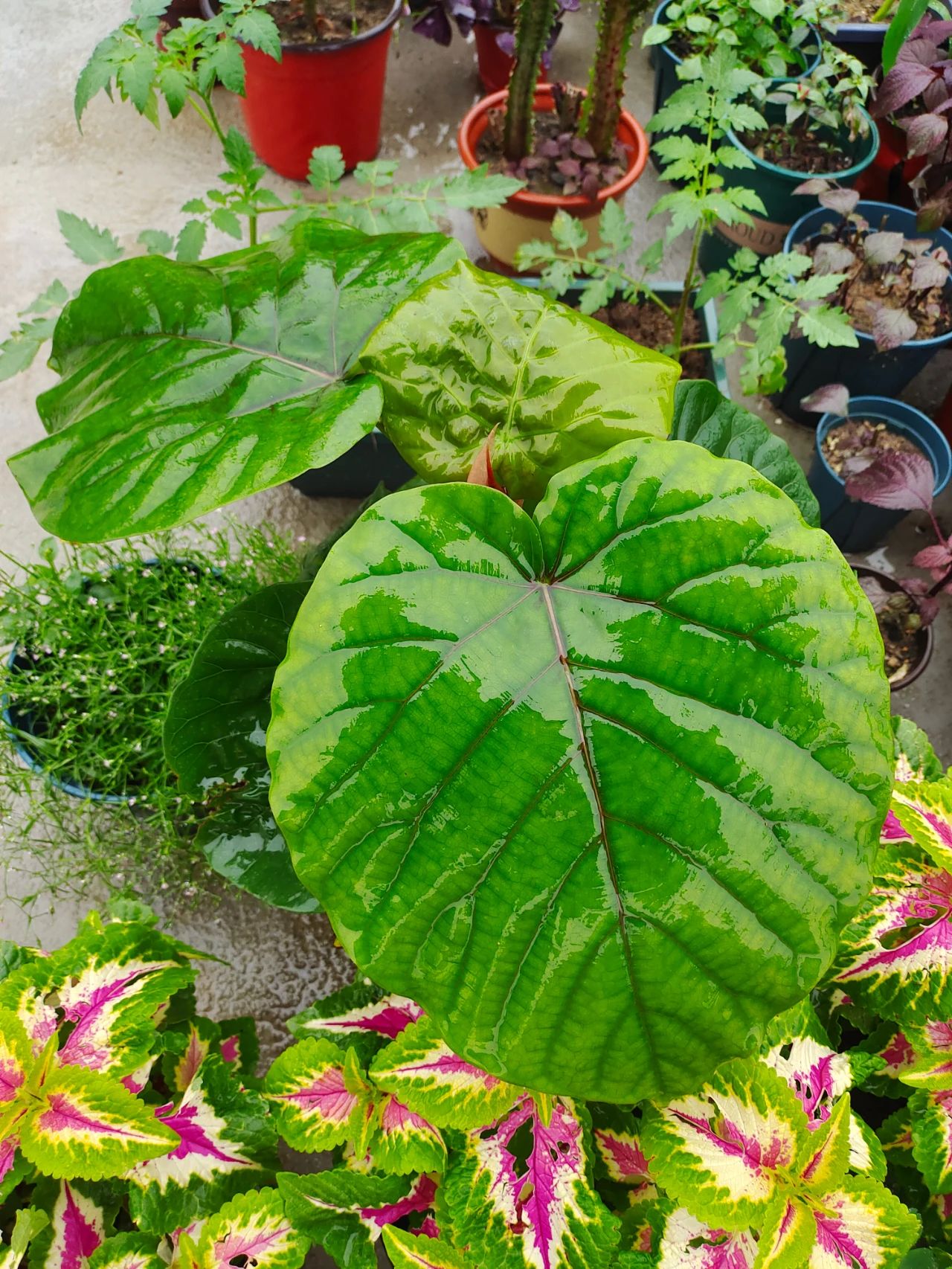 花卉植物冬季如何施肥,植物施肥的方法和注意事项