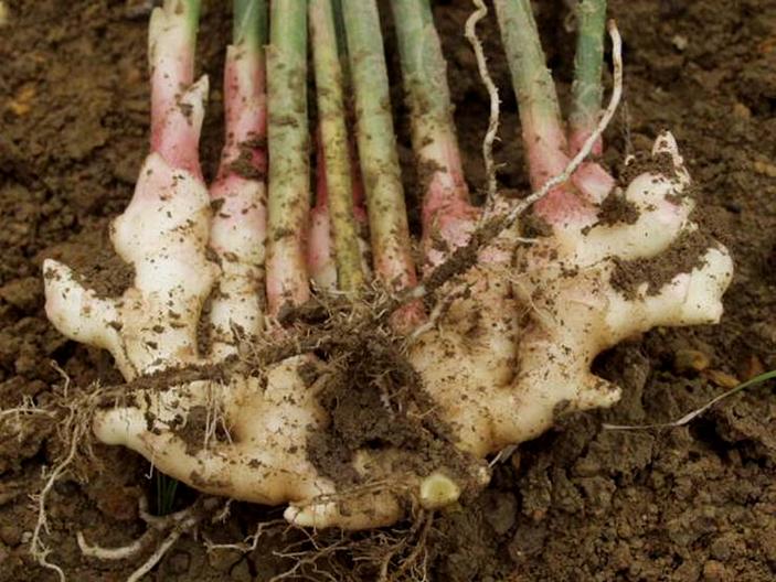 无公害生姜病虫害综合防治技术,姜腐烂病怎么治理