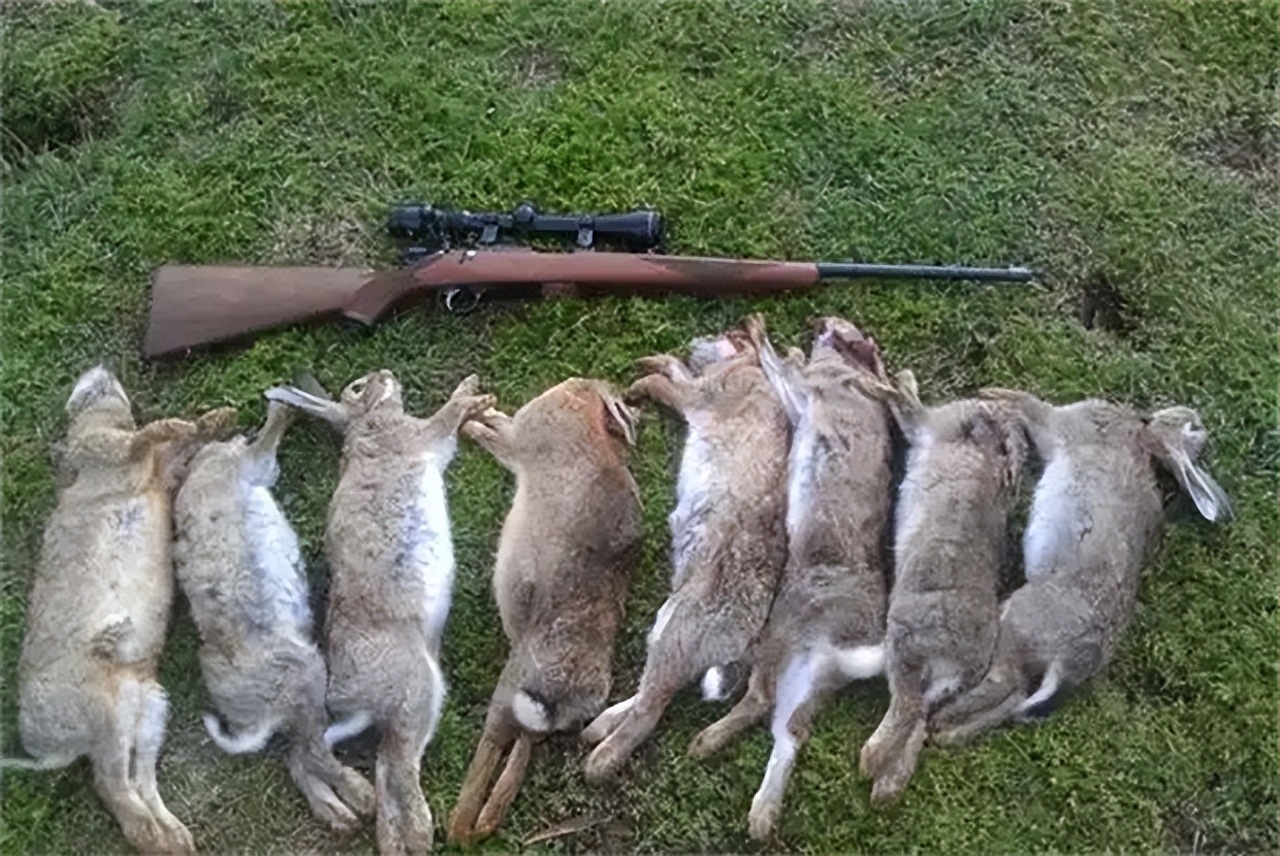 澳大利亚野兔泛滥成灾体重近百斤,澳大利亚野兔成灾野兔上百斤