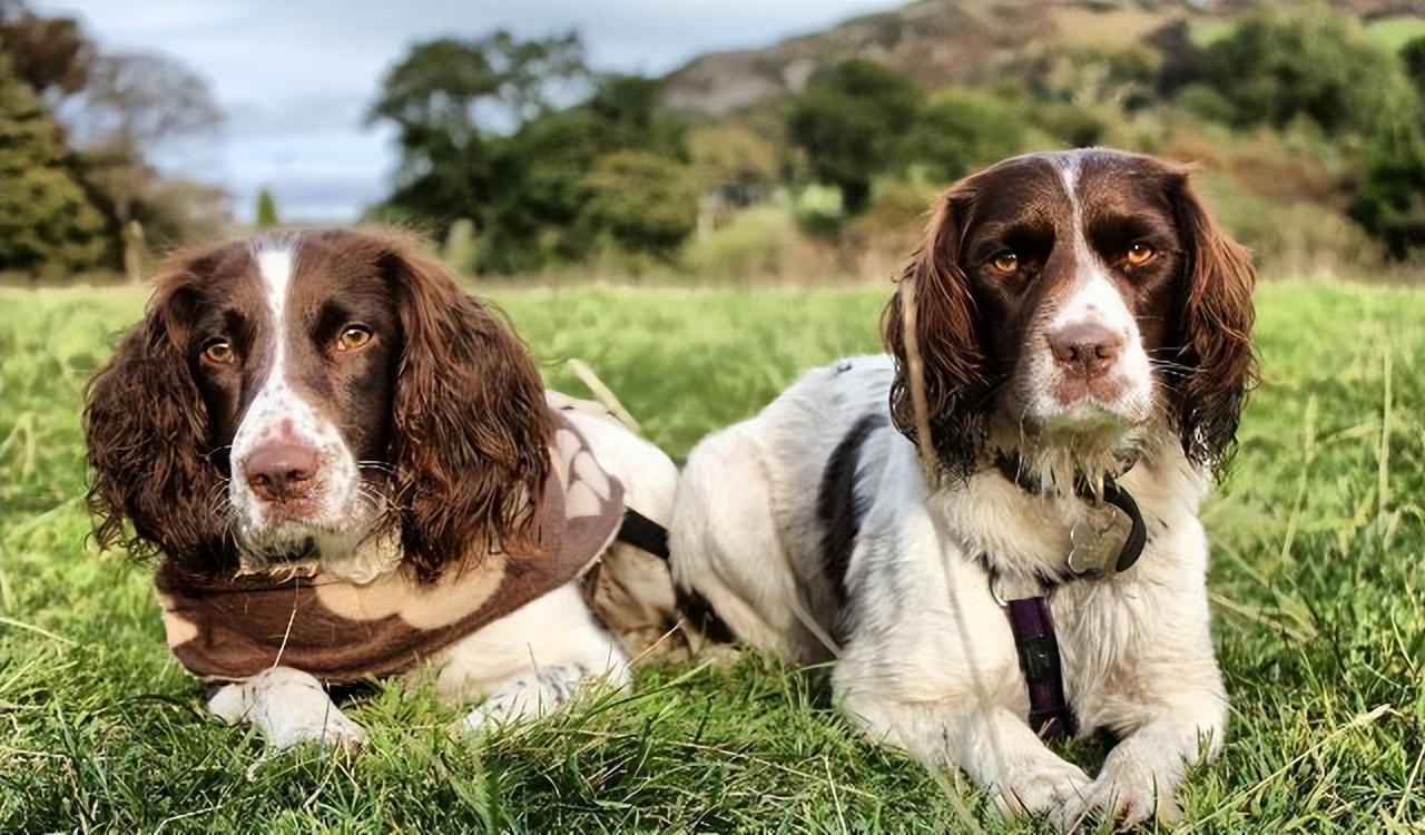 史宾格有什么特点,史宾格优点和缺点