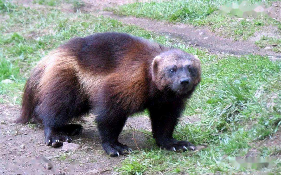 平头哥都怕的狼獾有多凶?一出生就被父母赶出门,狼群见它绕道走