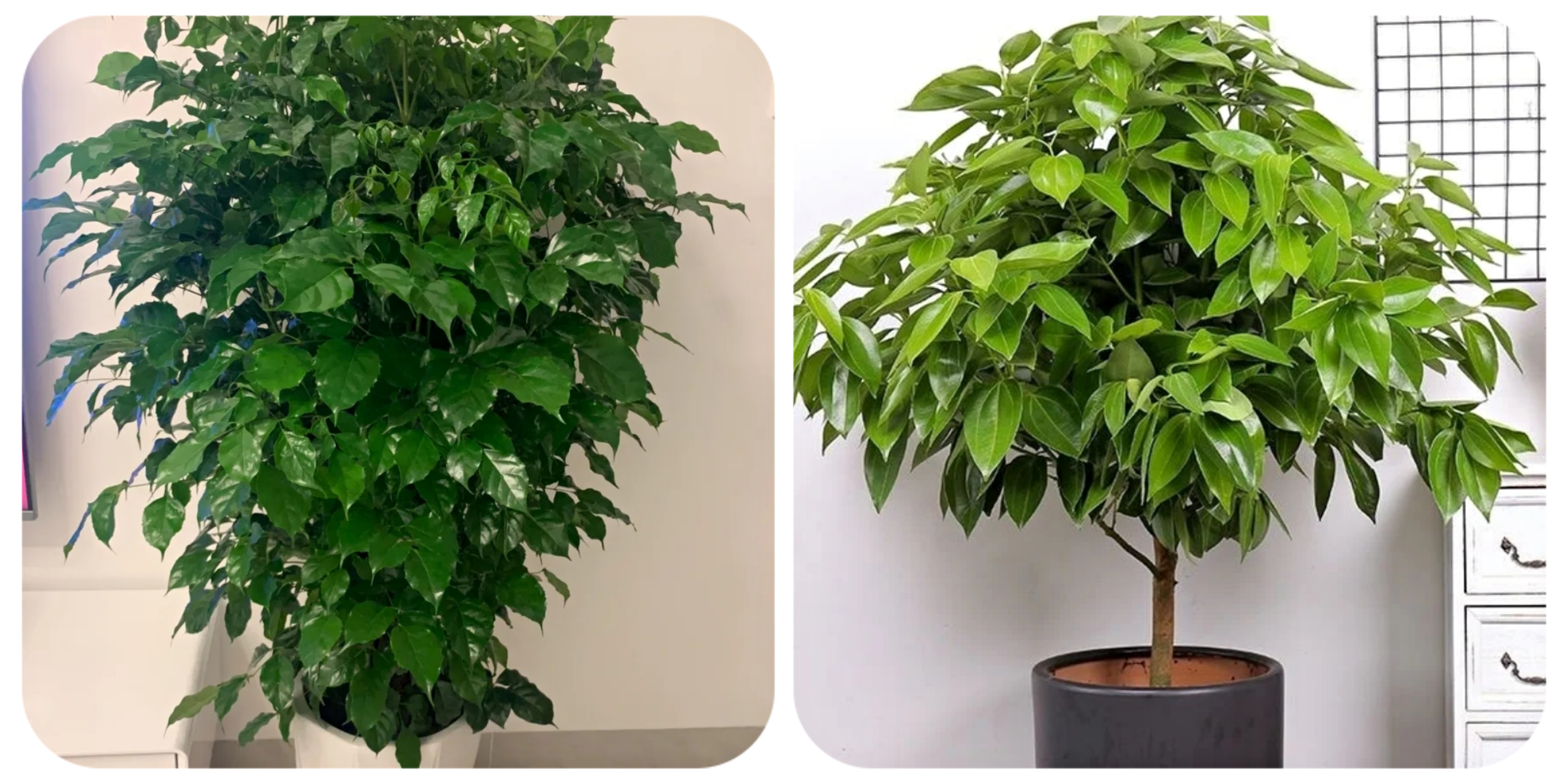 阳台上可以种什么蔬果,阳台上适合种的蔬果