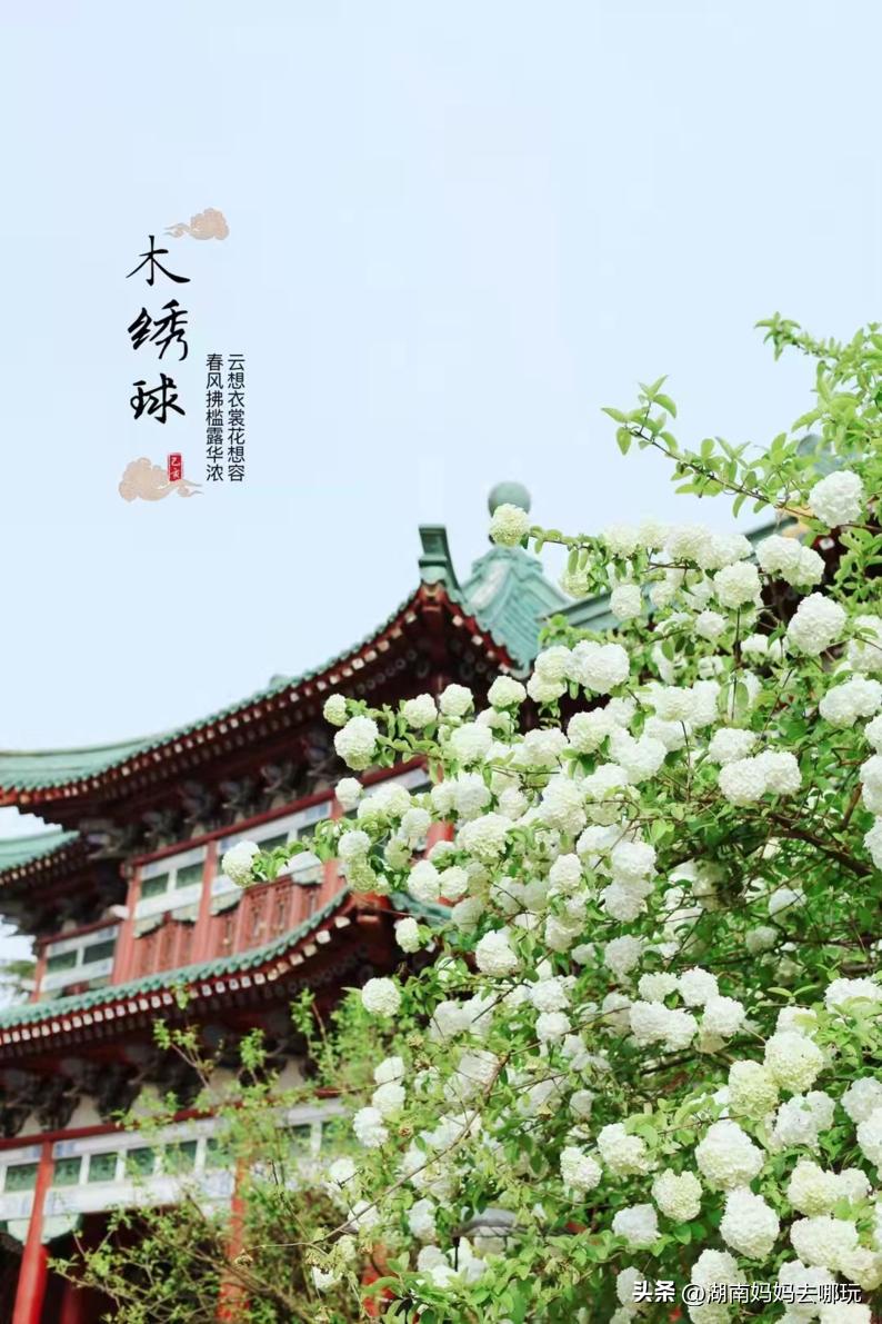 长沙天然森林氧吧景区,长沙周边天然氧吧