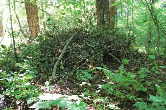 遇到野猪装死有用吗,遇到野猪需要装死吗