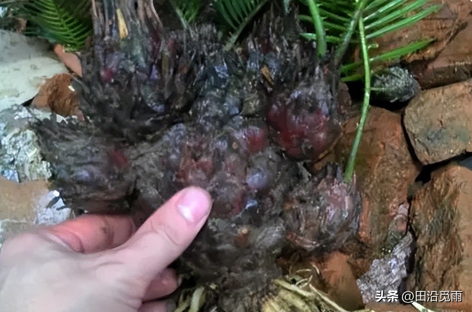 铁树烂根黄叶怎么办,铁树盆景为啥黄叶