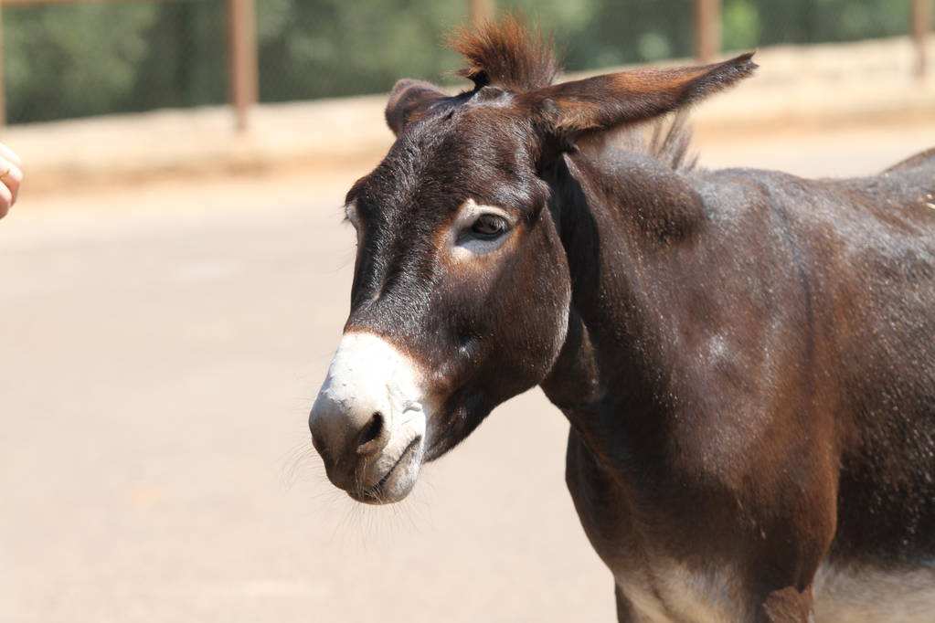 马真的比驴好吗,为什么马永远无法取代驴子的地位