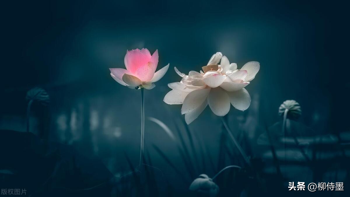 荷花摄影拍摄教程,荷花如何拍照拍出高级感