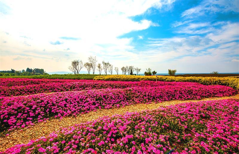 澄江花海美景,云南各种争奇斗艳的花海