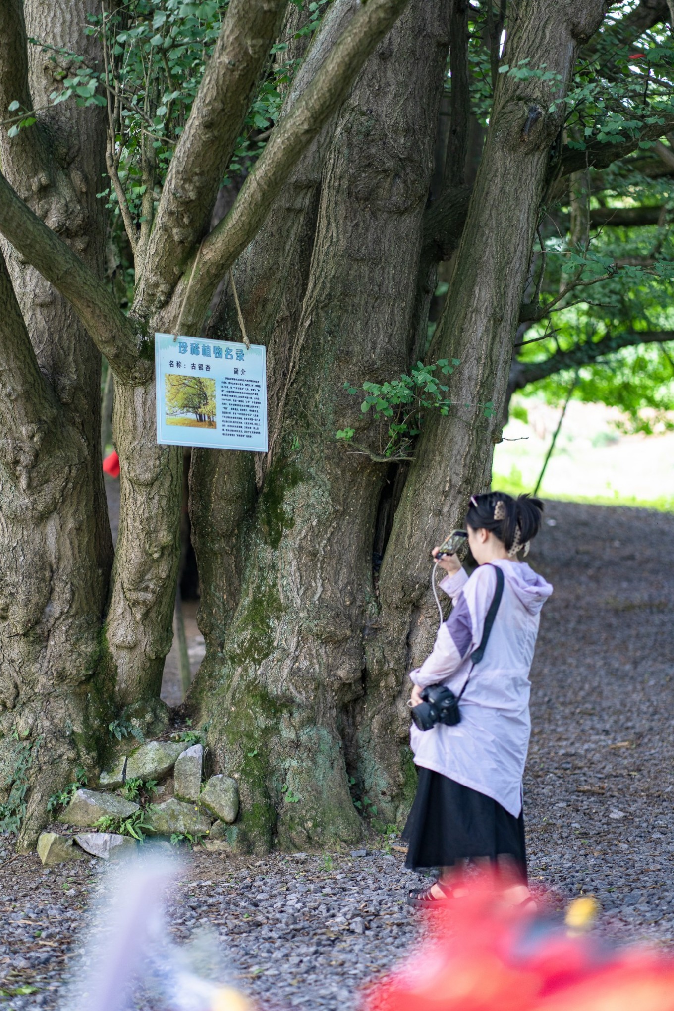 毕节油杉河景区,贵州夏季的避暑景点