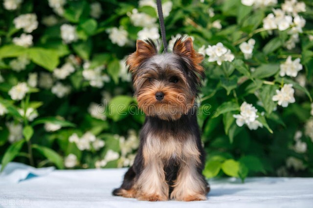 幼犬初次到家，哪些事情是需要我们准备的？