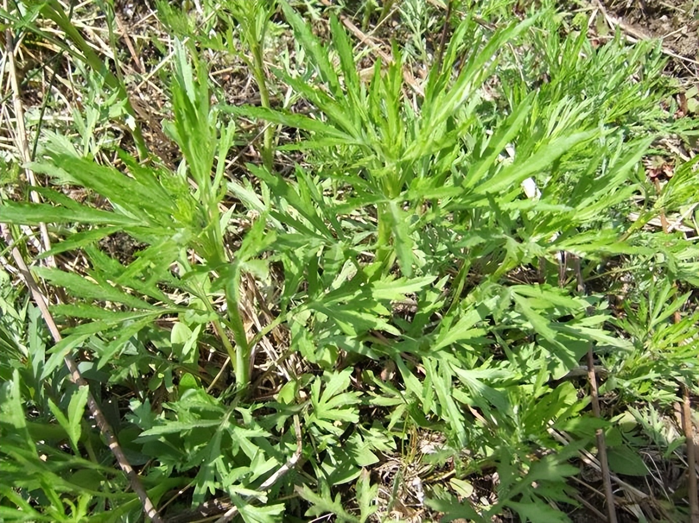 农村野草喂猪的方法,喂猪的野菜如今成了一种美味