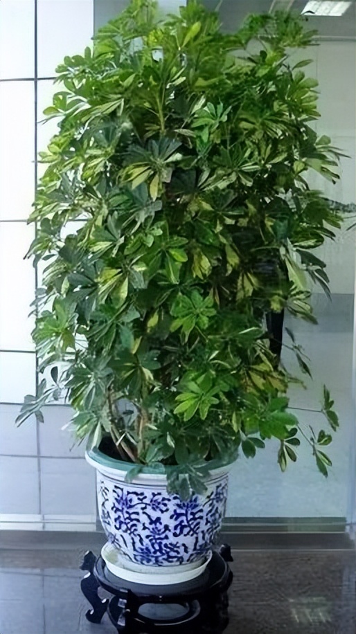 极度耐阴常绿10种花,6种花特别耐阴