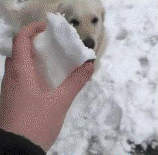 鐨囧鐚伯鑳戒笉鑳戒拱,涓嶆兂涔板搧鐗岀殑鐚伯