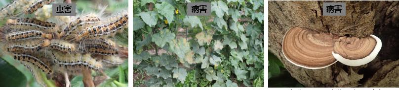 绿化养护多久一次最好,日本人绿化养护