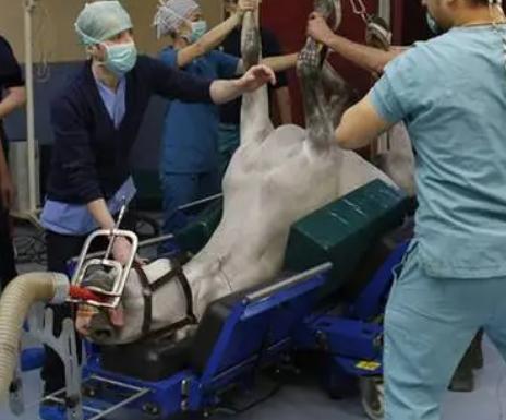 确定全麻手术后马匹心律失常的患病率和性质，评估心律失常的风险