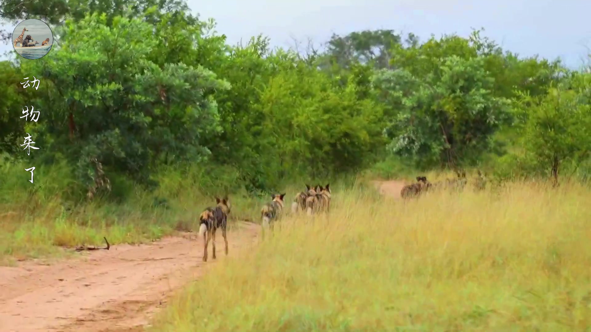 非洲野狗战斗力强悍，一只干掉五十狒狒，但也被人类干掉不少