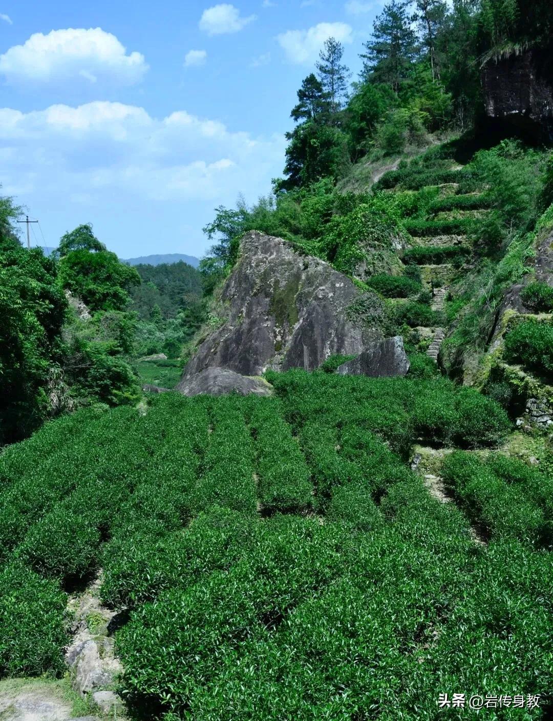 武夷山牛栏坑肉的独有的口感,武夷山的牛栏坑到底有多大