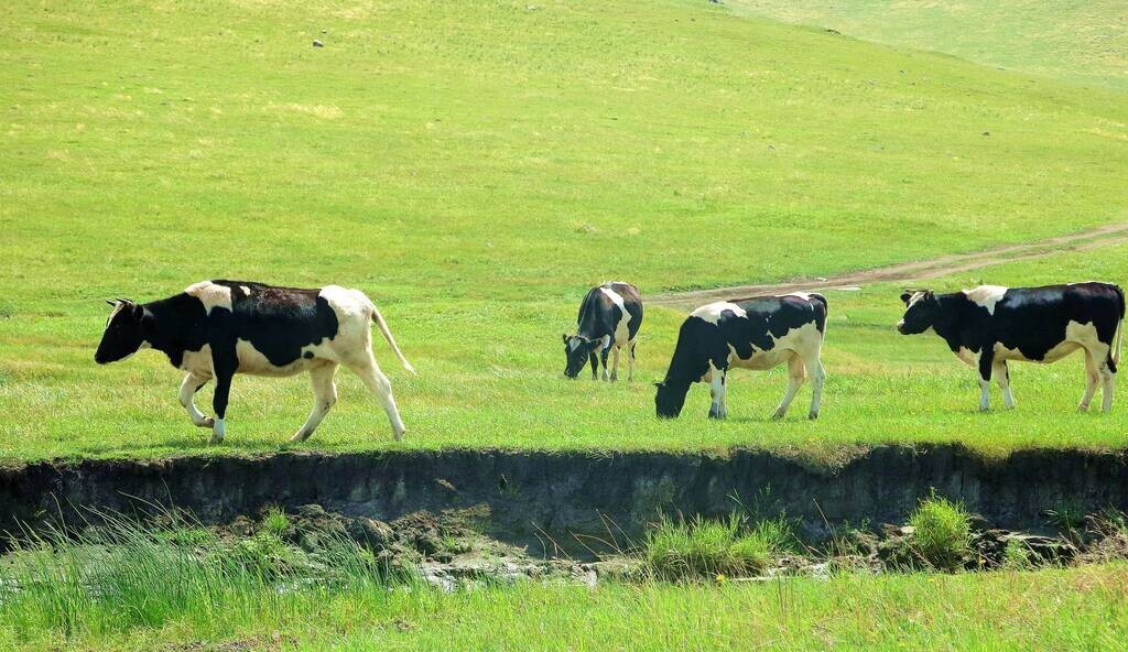 金典和特仑苏哪个比较贵,金典特仑苏为什么卖那么贵