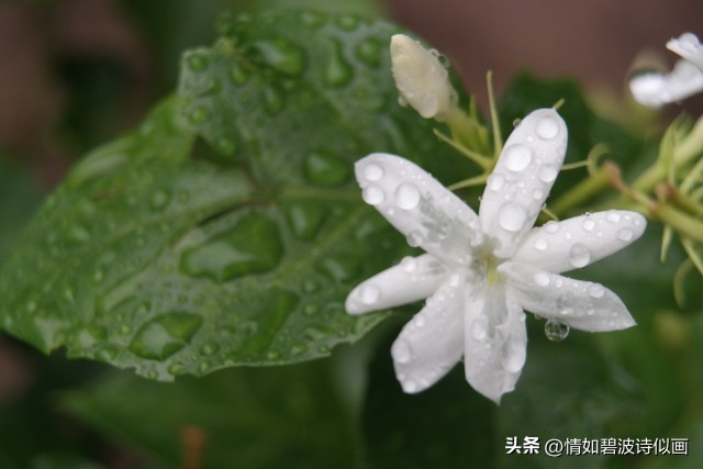 散文你是我一生最美的梦,抒情散文你是我生命中最美相遇