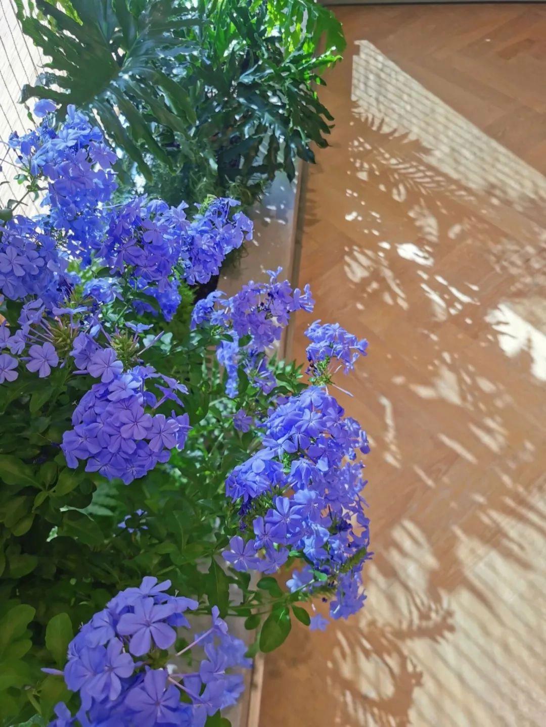 上海一33岁太太，在封闭阳台上砌了几块砖，花坛、鱼池全都有了