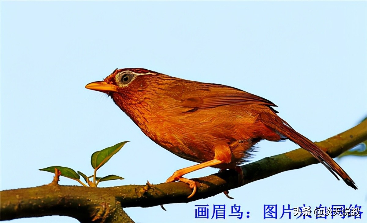 发展特色养殖力推精准扶贫,发展畜牧产业助力乡村振兴标语