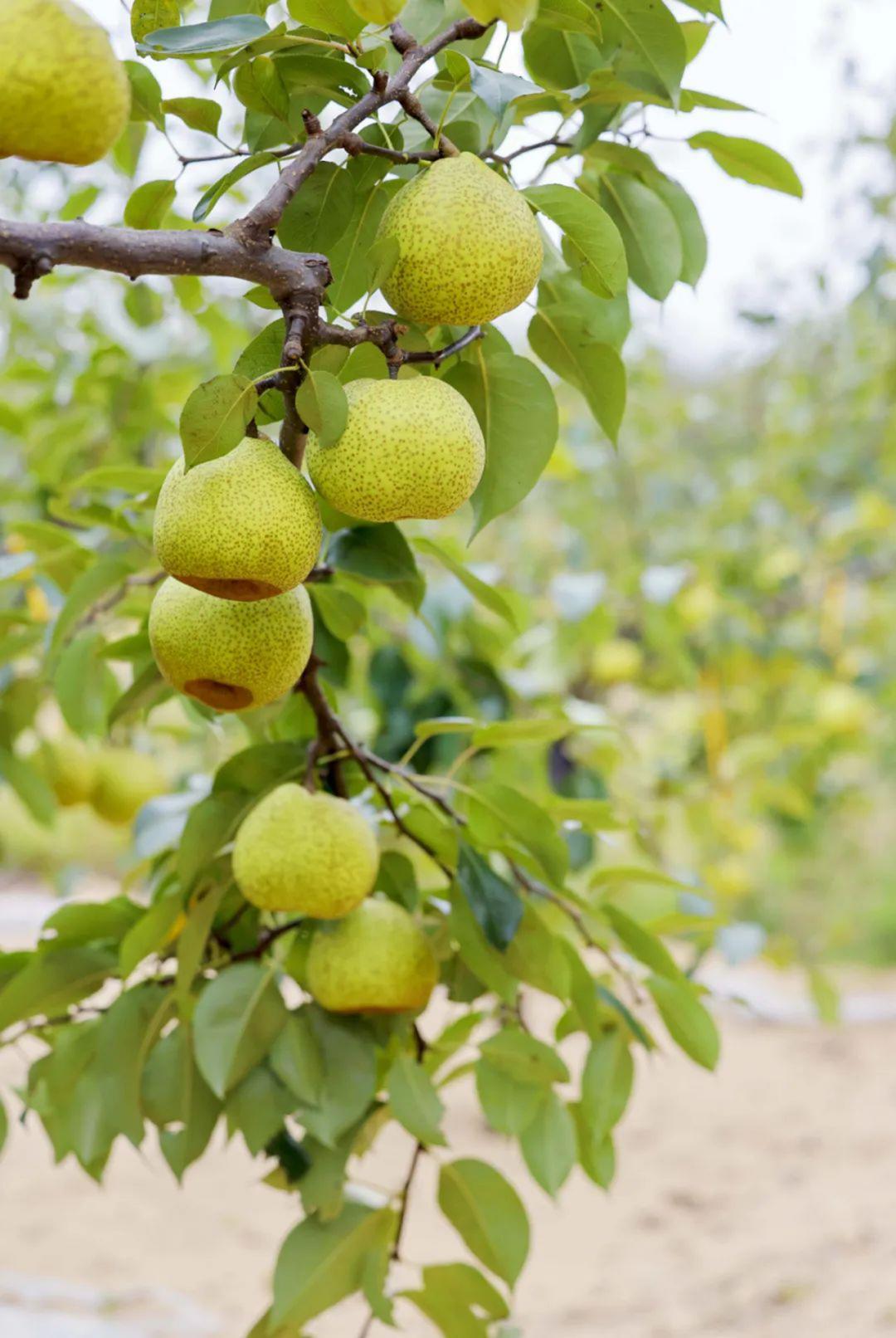 北纬37度一座神奇的城市,北纬37度神奇之地