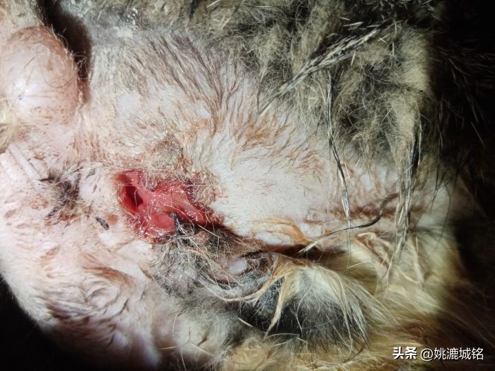 猫乳腺破溃,猫的肛门腺破溃怎么治疗