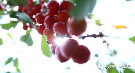 大棚樱桃还有发展趋势吗,大棚樱桃错时上市反季节