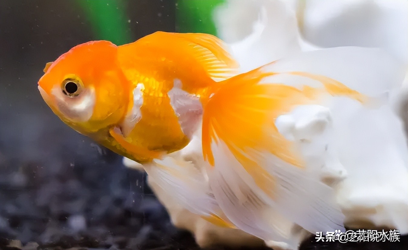 养金鱼和热带鱼的区别在哪,热带鱼金鱼哪个好养一点