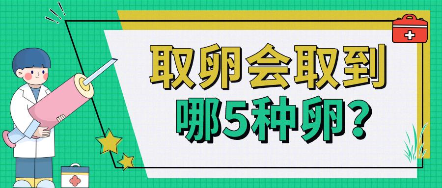 试管取卵会取到哪5种卵？