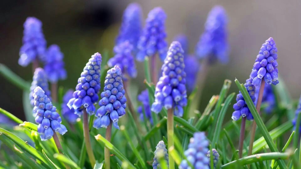 视觉盛宴五种赏花名花供您选择,春天十种最美的花介绍