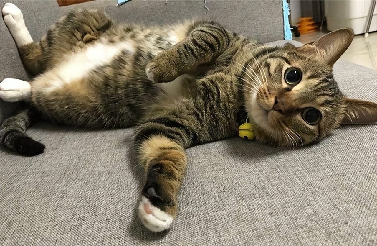 猫会跟着有灵性的人,猫是有灵性的好可爱的猫