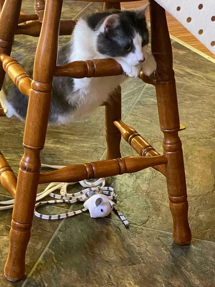 一对可爱猫咪照片,可爱小猫猫超萌照片戴头套