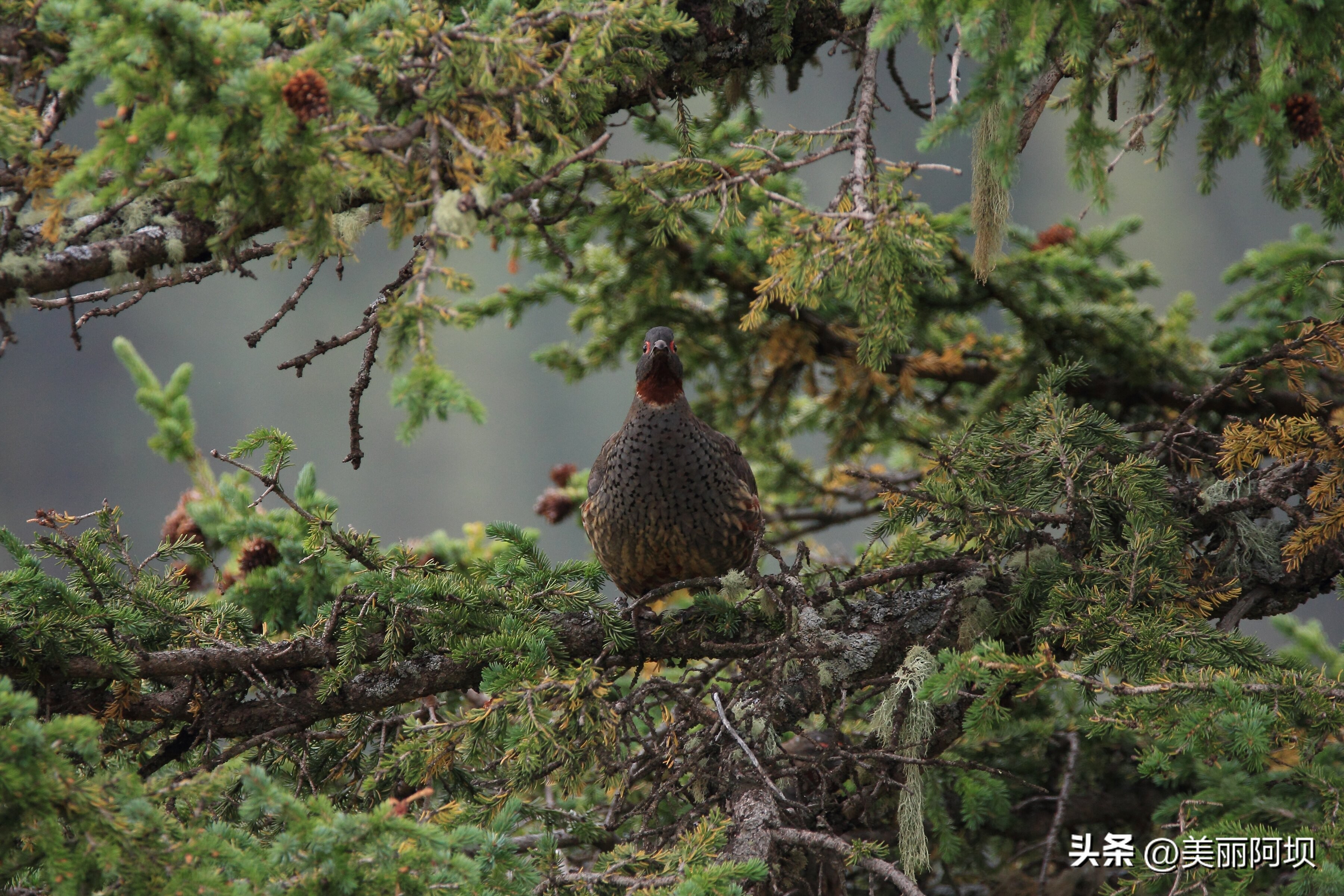 景区推荐附近动物,适合乡村景区动物推荐