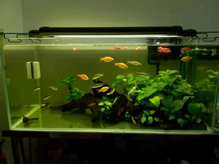 原生的斑马鱼会长蝶翼吗,原生斑马鱼会跳吗