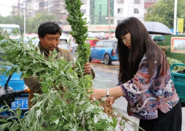 端午节挂艾草挂二茬的艾草好不好,端午节艾草和清明节艾草的区别