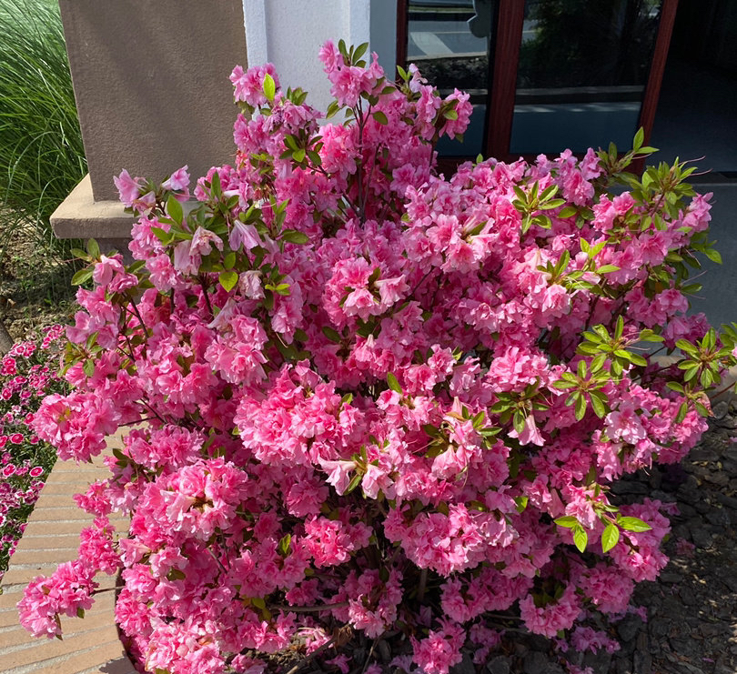 怎样养好杜鹃花,怎样养杜鹃花才能有花蕾