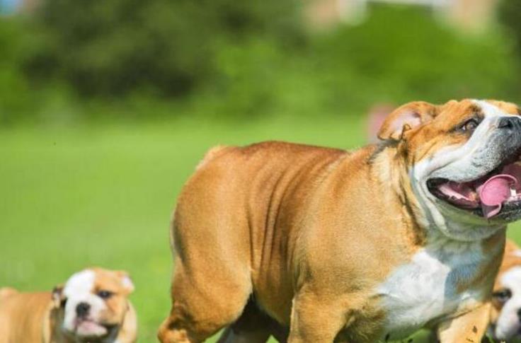 十大容易认错的狗排名,狗狗的这几种行为最容易被误解