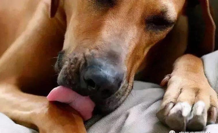 狗狗突然疯狂舔地板呕吐怎么回事,狗狗最近老是到处舔是什么原因