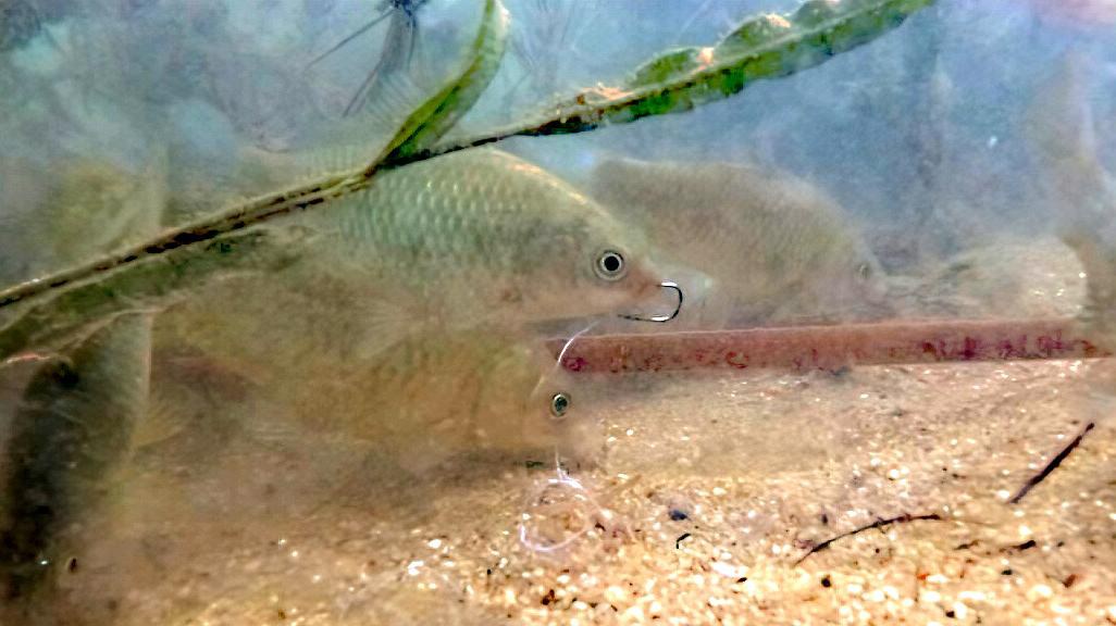 夜钓鱼口不好如何应对,钓坑没有口最好的解决方法