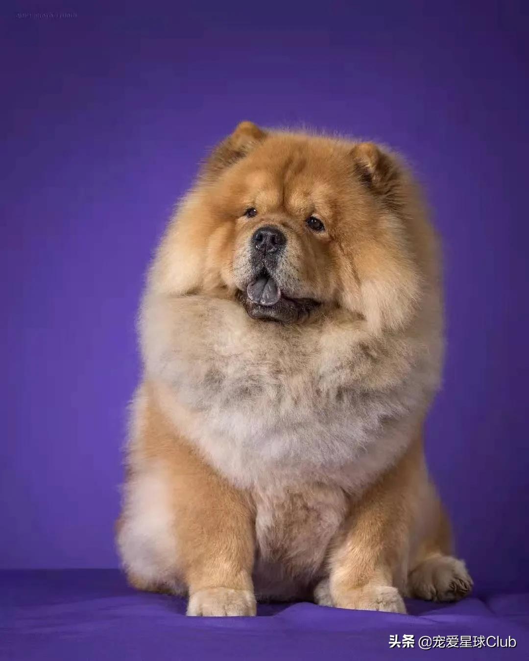 猛犬松狮犬图片,松狮犬是大型犬还是小型犬