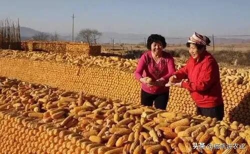 一般亩产1700斤以上,亩产2000斤是什么品种