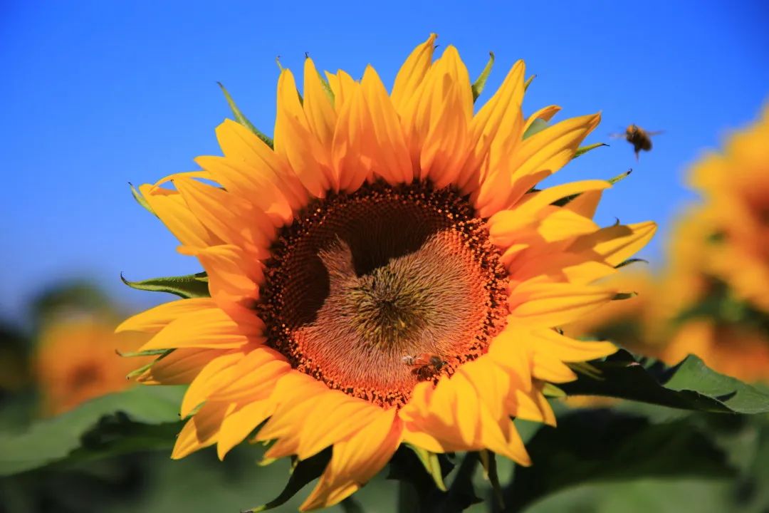 北京周边的向日葵花海,顺义向日葵花海